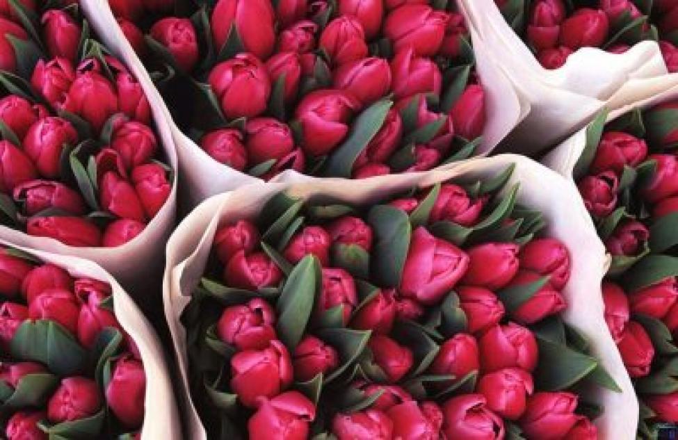 Сколько тюльпанов дарить на 8 марта. Советуют флористы