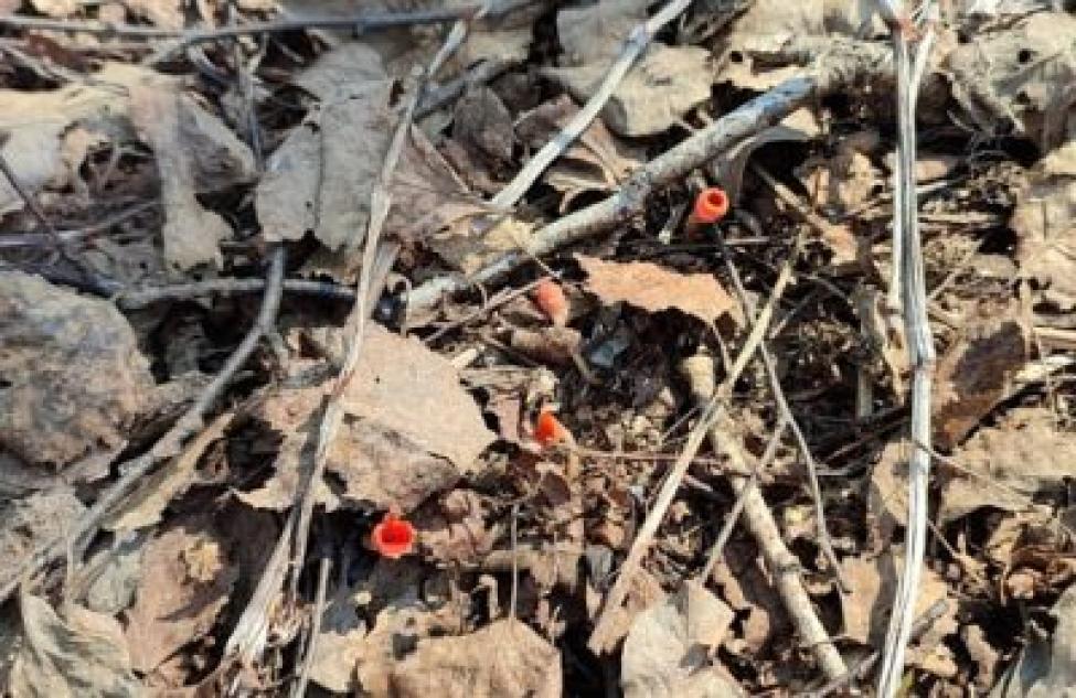 В Кочковском районе нашли редкий гриб – микростому