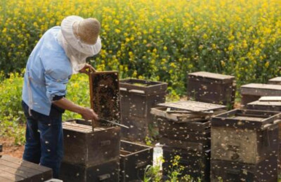 Пчеловодам Новосибирской области создадут условия для дальнейшего развития