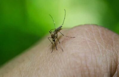 Самые комариные районы названы в Новосибирской области