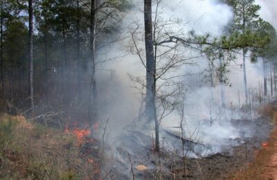 Оперштаб по мониторингу лесных пожаров создан в Кочках