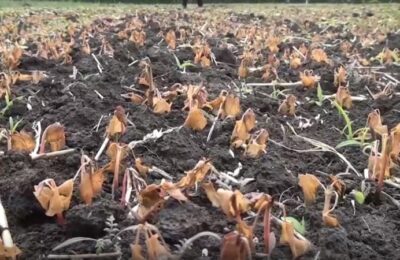 Возвратные заморозки побили кукурузу и сою в Здвинском районе
