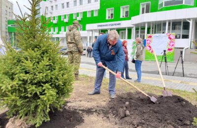 В Новосибирской области высадили деревья в память о медработниках времён Великой Отечественной войны