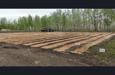 В лесных питомниках Новосибирской области ведется посев семян