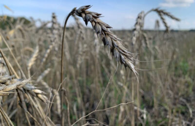Более 2 млн тонн зерновых культур планируется собрать в Новосибирской области