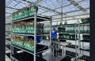 В Новосибирской области запущен первый за Уралом роботизированный комплекс по выращиванию цветов
