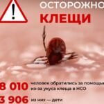 В Кочковском районе зарегистрировали 39 пострадавших от укусов клещей