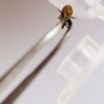 В Новосибирской области в медорганизации по поводу присасывания клещей обратилось 904 человека