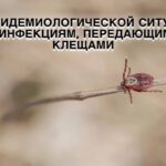 С начала года в Новосибирской области зарегистрировано более 8400 случаев укусов клещей