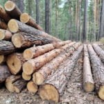 Незаконные рубки в Новосибирской области сократились в несколько раз