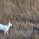 В Доволенском районе инспектор заснял на дрон косулю-альбиноса