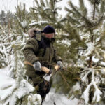 Минприроды региона напоминает об ответственности за незаконную вырубку елей и сосен