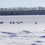 В Новосибирской области миграция копытных привлекла внимание браконьеров