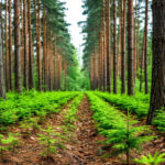 Экология и экономика в балансе: о развитии регионального лесного комплекса без истощения ресурсов