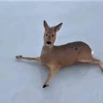 В Карасукском районе спасли более 300 косуль