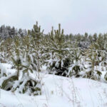 Как еще жители Новосибирской области могут приобрести елку