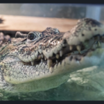 Новосибирского крокодила Кузю хотят вернуть на Кубу