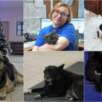 Животные охраняют и «лечат» новосибирских врачей