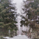 В Новосибирской области введен режим патрулирования на землях лесного фонда