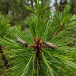 Прогноз для новосибирских лесов на 2026 год