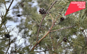 В Новосибирской области сформировали генетическую базу для сибирских лесов