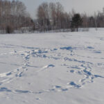 В Новосибирской области считают диких животных