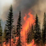 Новосибирская область взыскивает ущерб с виновников лесных пожаров