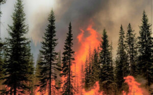 Новосибирская область взыскивает ущерб с виновников лесных пожаров