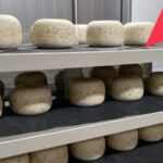 Новосибирский молочный завод повысил скорость производства сыров