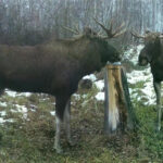 В Новосибирской области подведены итоги зимнего маршрутного учёта лосей
