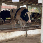 Жители Новосибирской области будут получать выплаты за изъятых животных