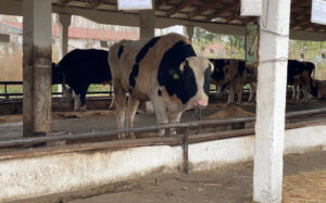 Жители Новосибирской области будут получать выплаты за изъятых животных