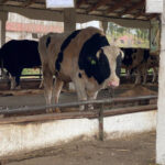 Более 80 млн рублей получат семьи Новосибирской области в связи с изъятием сельхозживотных