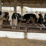 Жителям региона компенсации за изъятых животных в марте предоставлены в полном объеме