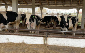 Жителям региона компенсации за изъятых животных в марте предоставлены в полном объеме