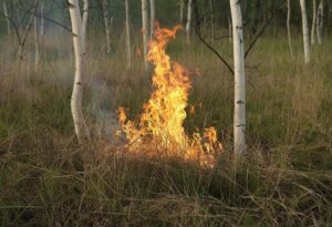 Старт пожароопасного сезона объявлен в Кочковском районе