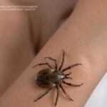 82 человека по поводу укусов клещей обратились в больницы региона