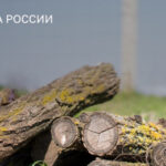 Новосибирская область в тройке лидеров по борьбе с незаконными рубками леса