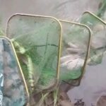 39-летний рыбак из Кемеровской области поймал в Оби краснокнижного осётра