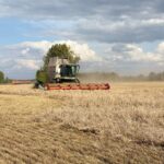 В Кочковском районе уборочная кампания продолжается: остались технические культуры